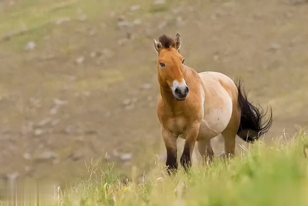 第一证券 神秘“野马”现身新疆荒漠，体重超700斤，无人或早灭绝