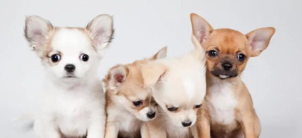 益丰配资 养狗误区：养狗有7件事，劝你别做